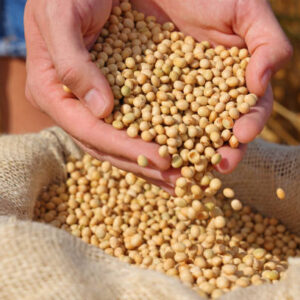 Soya Beans